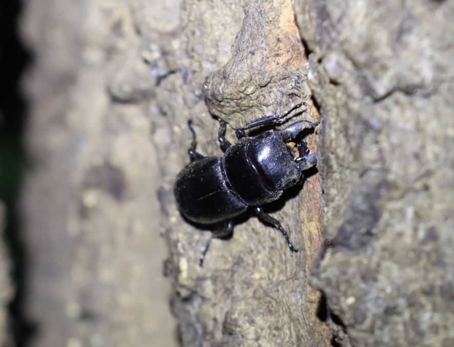 ヒラタクワガタ30mm♂（アングル2）_No.4のクヌギ_クワガタ達のオアシス_2023年8月7日19時20分 気温29度